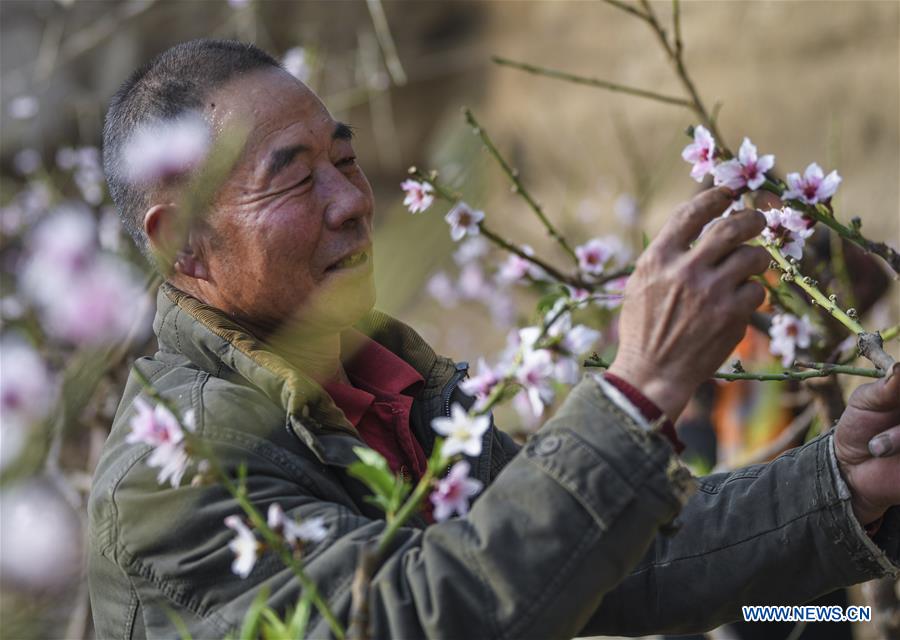 CHINA-XINJIANG-SHANSHAN COUNTY-PEACH BLOSSOM (CN)