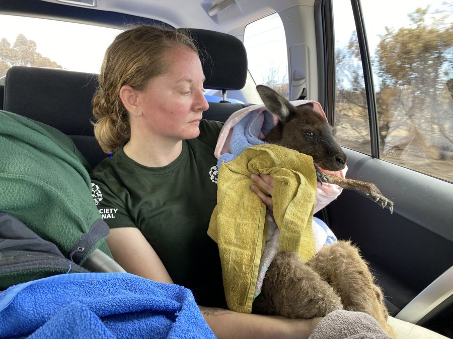 Animal welfare group begins search, rescue mission for wildlife on  Australia's fire-ravaged Kangaroo Island - Xinhua 