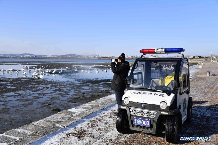 CHINA-SHANDONG-RONGCHENG-WHOOPER SWANS-PROTECTION (CN)