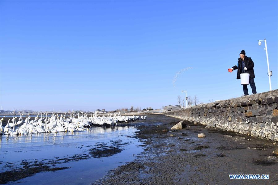 CHINA-SHANDONG-RONGCHENG-WHOOPER SWANS-PROTECTION (CN)