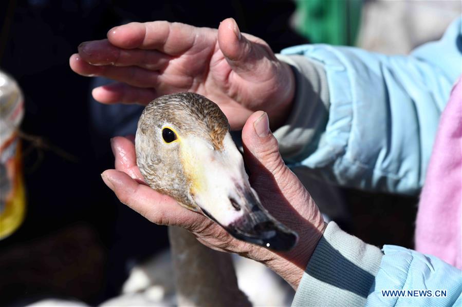 CHINA-SHANDONG-RONGCHENG-WHOOPER SWANS-PROTECTION (CN)