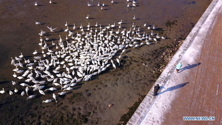CHINA-SHANDONG-RONGCHENG-WHOOPER SWANS-PROTECTION (CN)