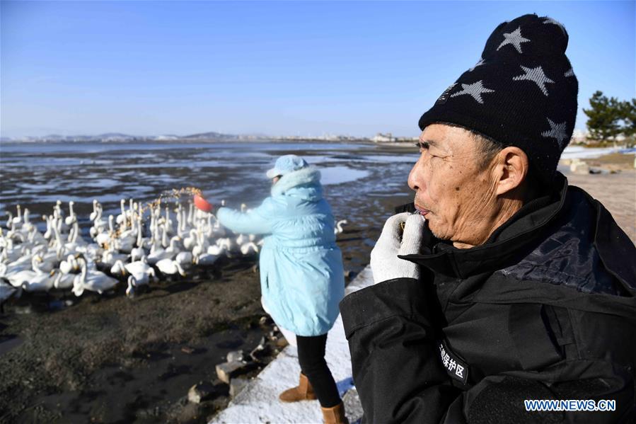 CHINA-SHANDONG-RONGCHENG-WHOOPER SWANS-PROTECTION (CN)