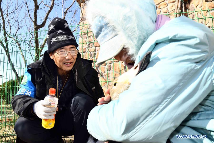 CHINA-SHANDONG-RONGCHENG-WHOOPER SWANS-PROTECTION (CN)