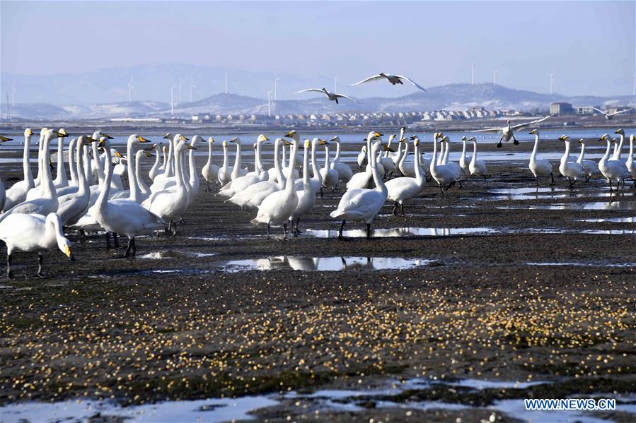 CHINA-SHANDONG-RONGCHENG-WHOOPER SWANS-PROTECTION (CN)