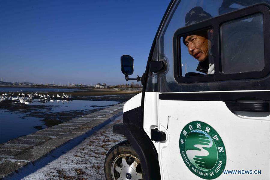 CHINA-SHANDONG-RONGCHENG-WHOOPER SWANS-PROTECTION (CN)