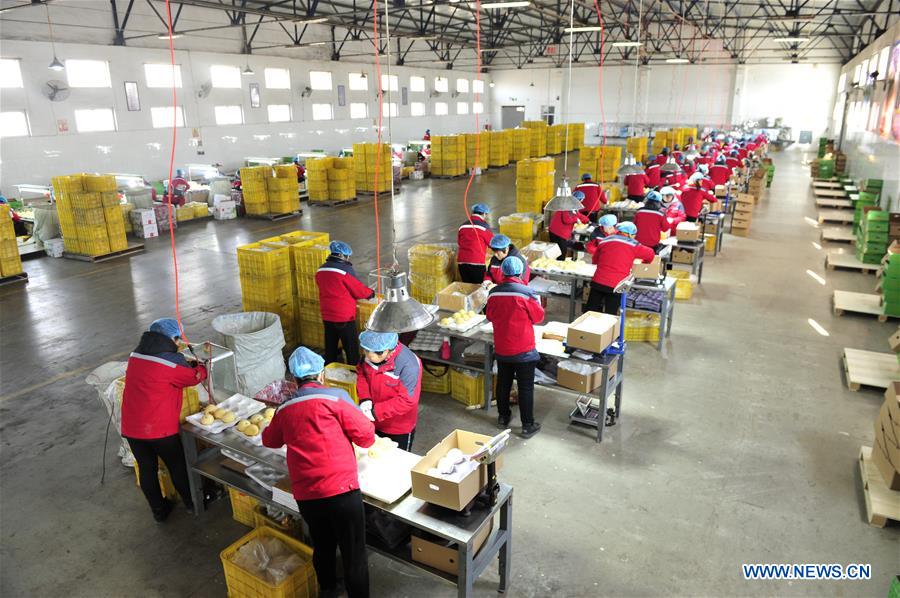 CHINA-HEBEI-BRAZIL-EXPORT-PEAR (CN)