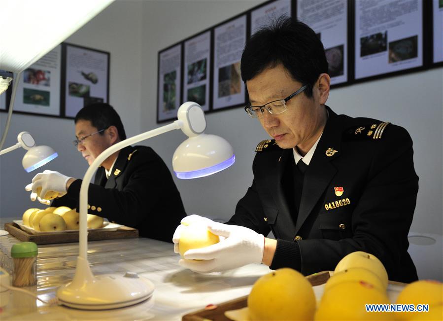 CHINA-HEBEI-BRAZIL-EXPORT-PEAR (CN)