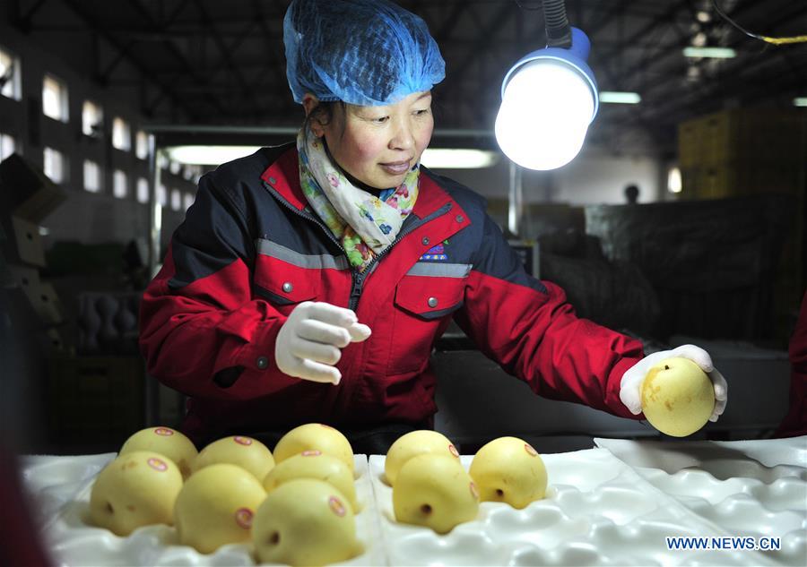 CHINA-HEBEI-BRAZIL-EXPORT-PEAR (CN)