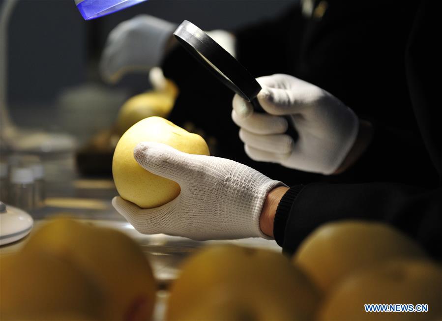 CHINA-HEBEI-BRAZIL-EXPORT-PEAR (CN)