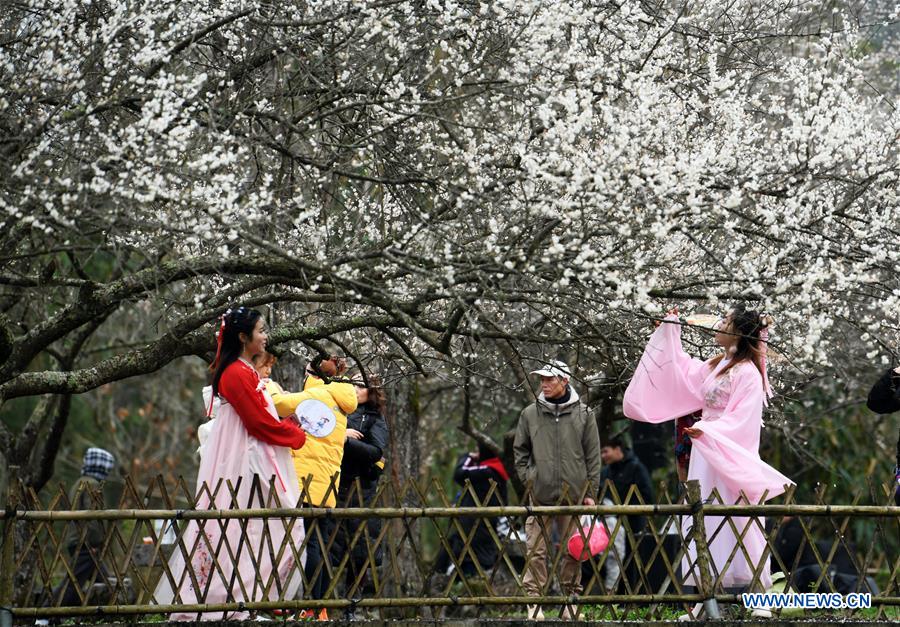 CHINA-GUIZHOU-LIBO-PLUM FLOWER (CN)