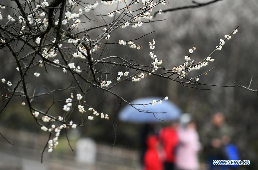 CHINA-GUIZHOU-LIBO-PLUM FLOWER (CN)