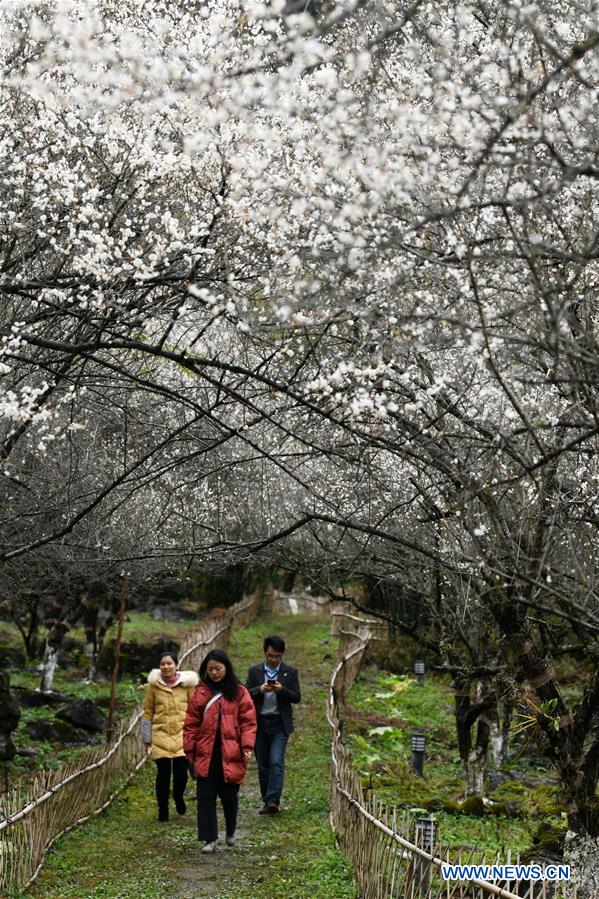 CHINA-GUIZHOU-LIBO-PLUM FLOWER (CN)