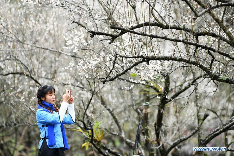 CHINA-GUIZHOU-LIBO-PLUM FLOWER (CN)