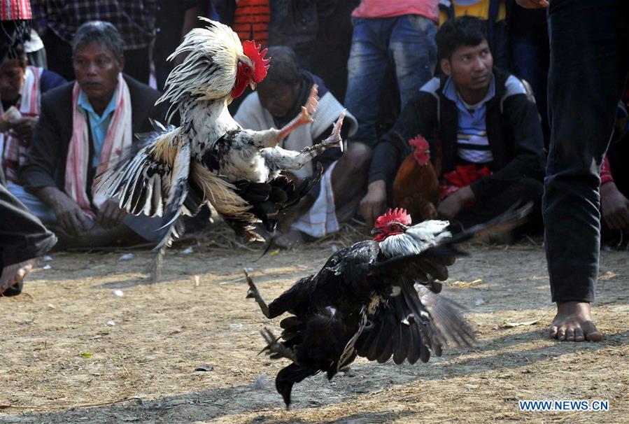 Villagers watch traditional cock fight in Mori