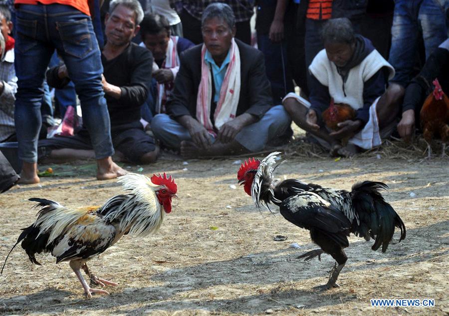 Villagers watch traditional cock fight in Mori
