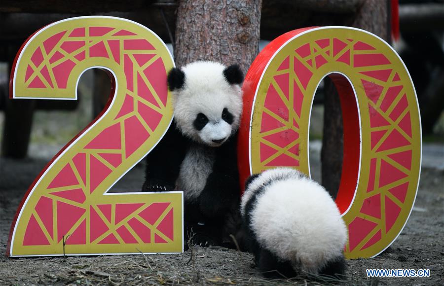 CHINA-SICHUAN-WOLONG-PANDA (CN)