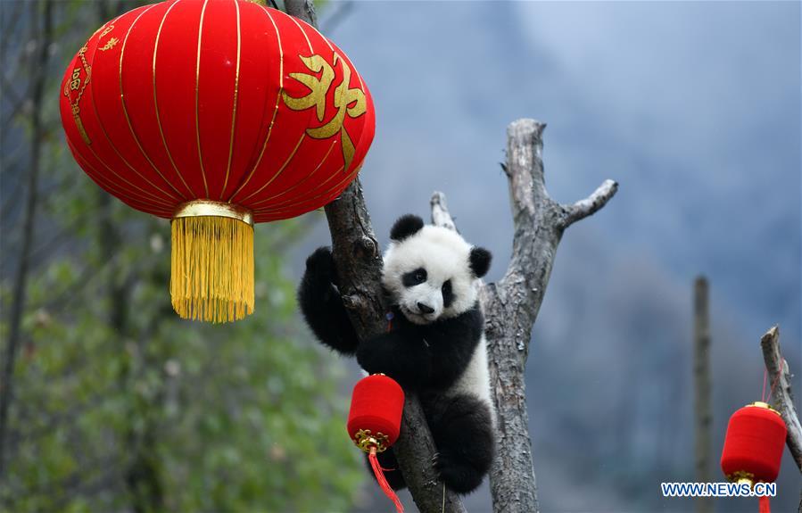 CHINA-SICHUAN-WOLONG-PANDA (CN)