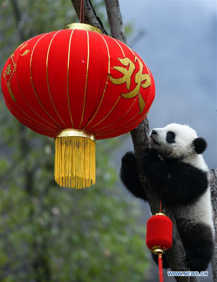 CHINA-SICHUAN-WOLONG-PANDA (CN)