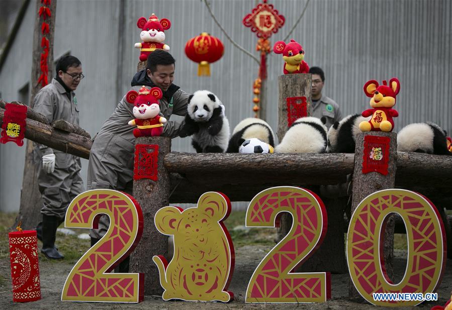 CHINA-SICHUAN-WOLONG-PANDA (CN)