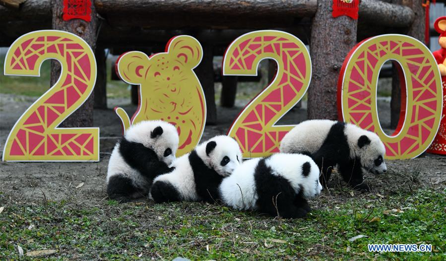 CHINA-SICHUAN-WOLONG-PANDA (CN)