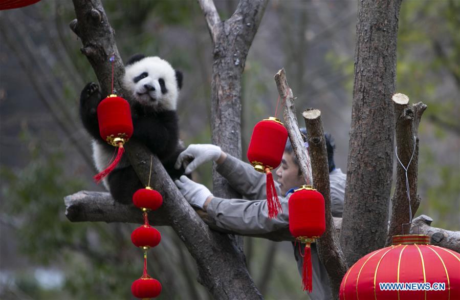 CHINA-SICHUAN-WOLONG-PANDA (CN)