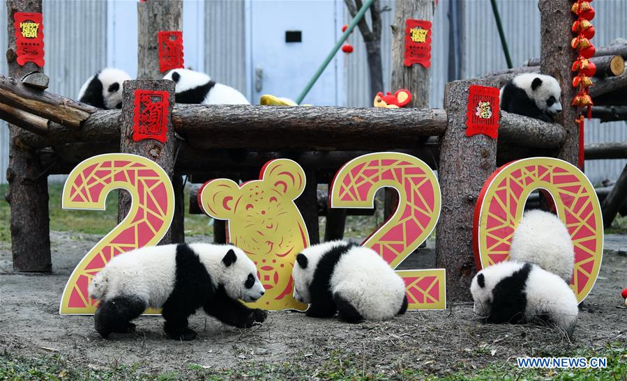 CHINA-SICHUAN-WOLONG-PANDA (CN)