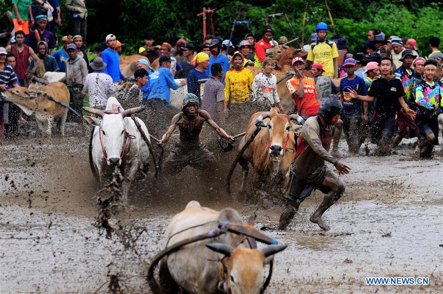 INDONESIA-WEST SUMATERA-PACU JAWI COW RACE