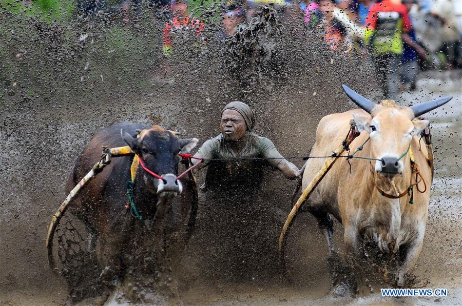 INDONESIA-WEST SUMATERA-PACU JAWI COW RACE