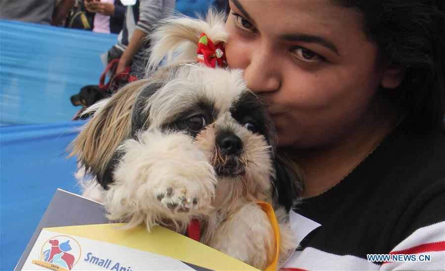 INDIA-GAUHATI-DOG SHOW