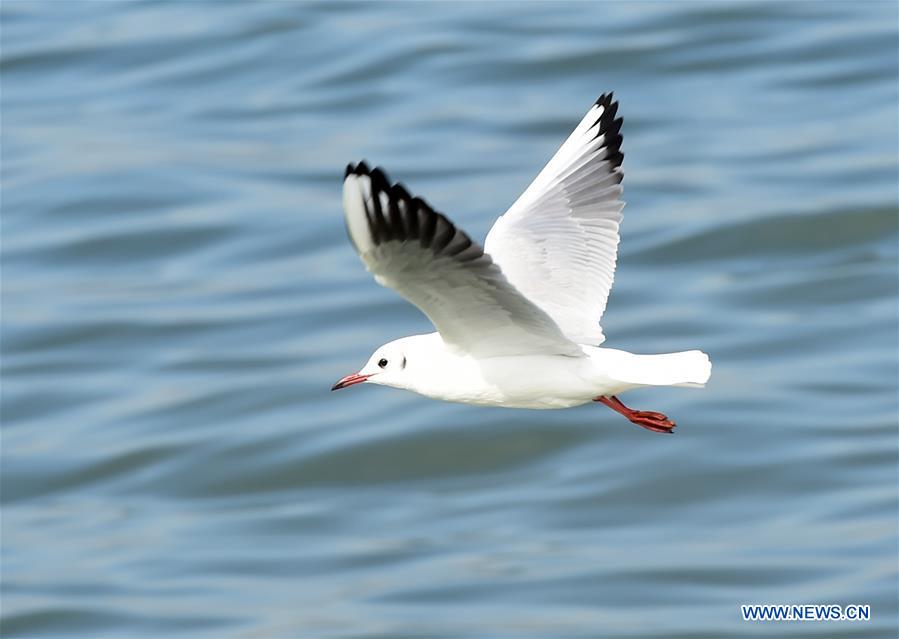 KUWAIT-KUWAIT CITY-BEACH SCENERY