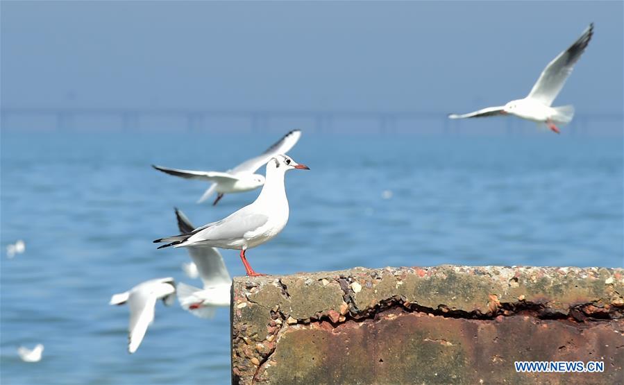 KUWAIT-KUWAIT CITY-BEACH SCENERY