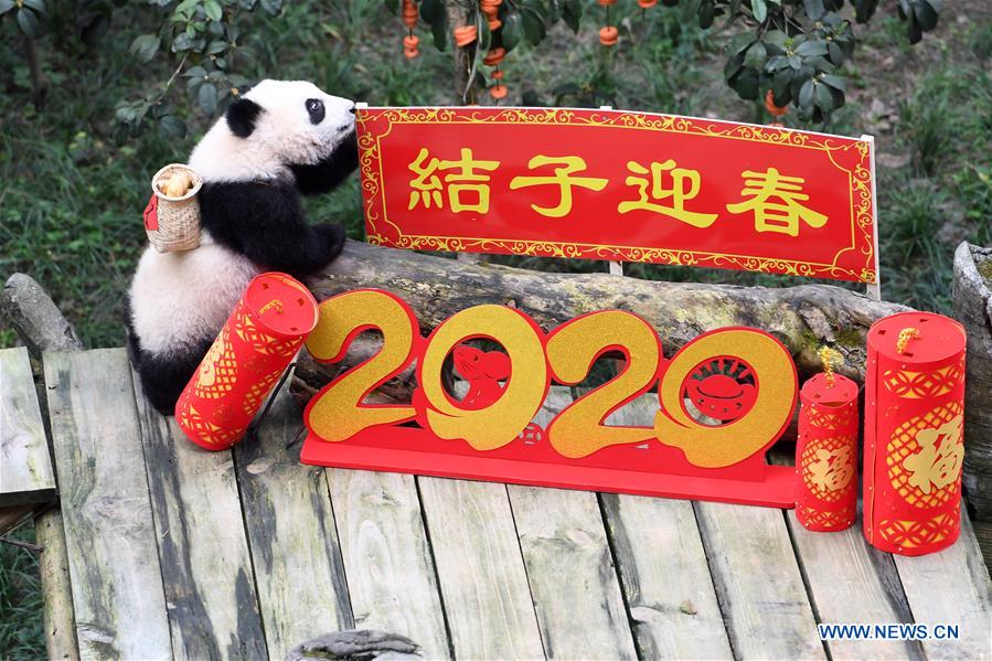 CHINA-CHONGQING-GIANT PANDAS-NEW YEAR GREETING (CN)