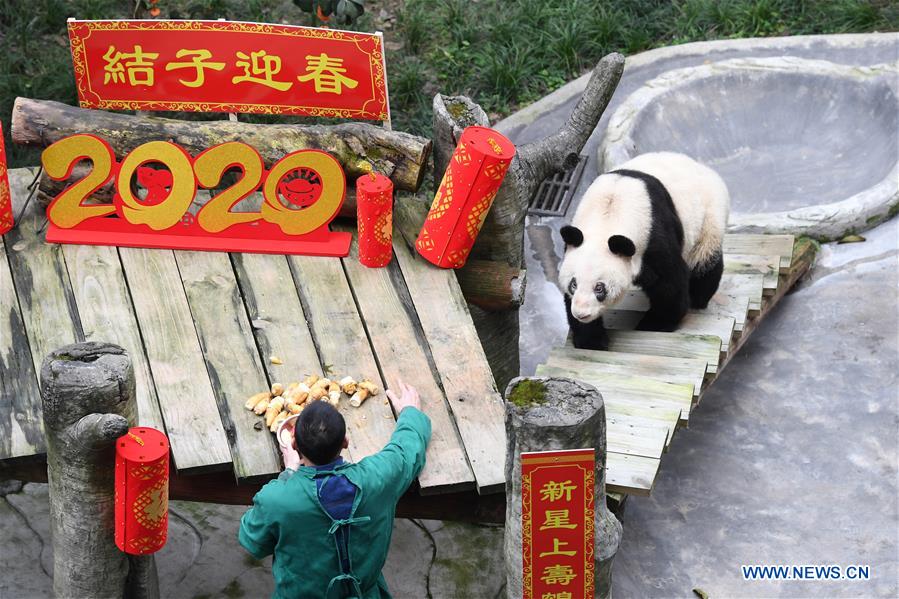 CHINA-CHONGQING-GIANT PANDAS-NEW YEAR GREETING (CN)