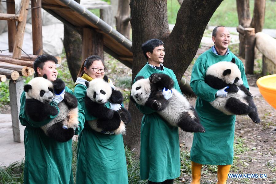 CHINA-CHONGQING-GIANT PANDAS-NEW YEAR GREETING (CN)
