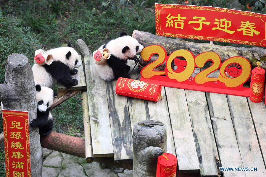 CHINA-CHONGQING-GIANT PANDAS-NEW YEAR GREETING (CN)