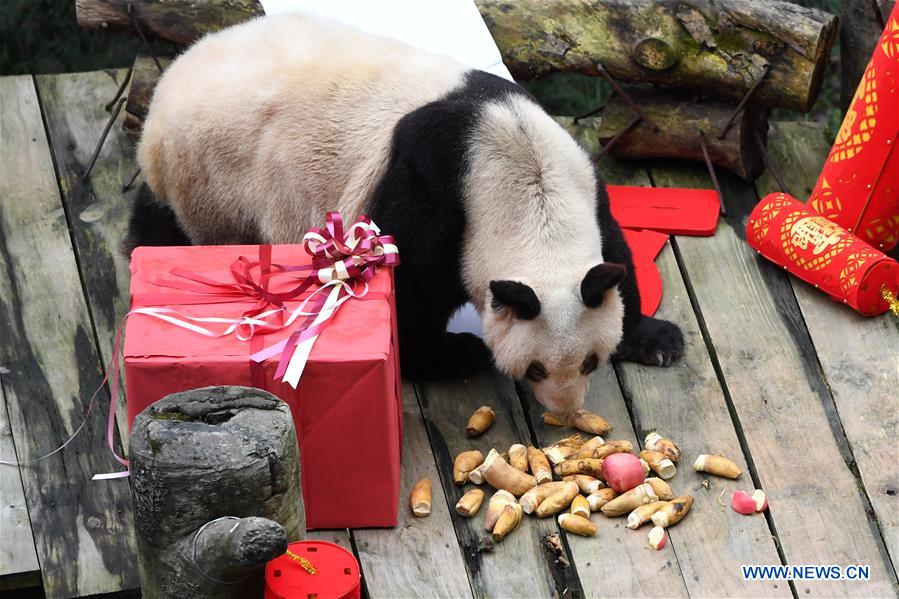 CHINA-CHONGQING-GIANT PANDAS-NEW YEAR GREETING (CN)