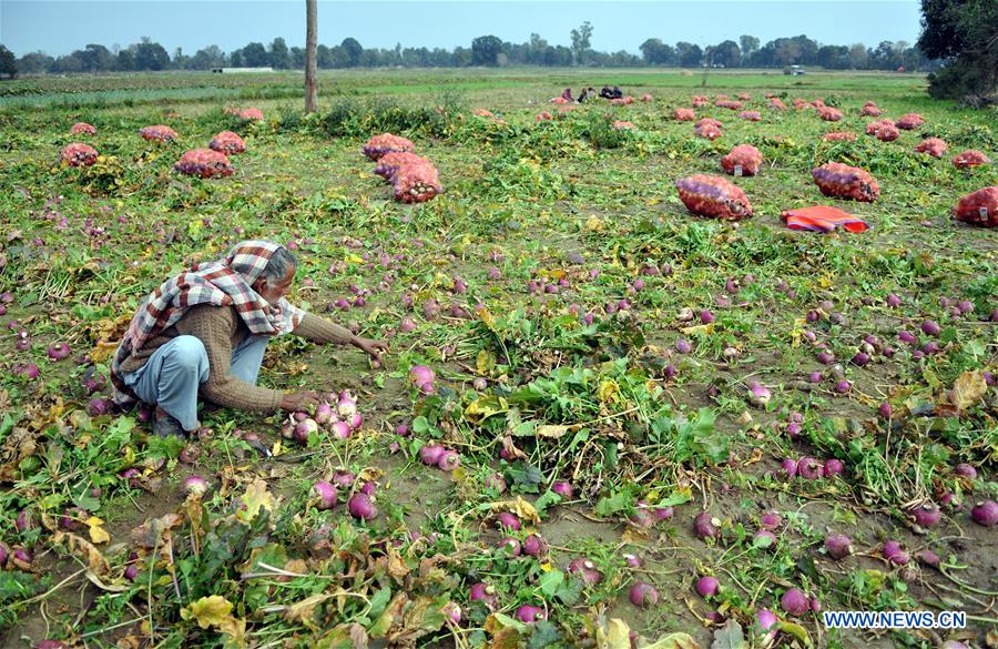KASHMIR-JAMMU-TURNIP HARVEST
