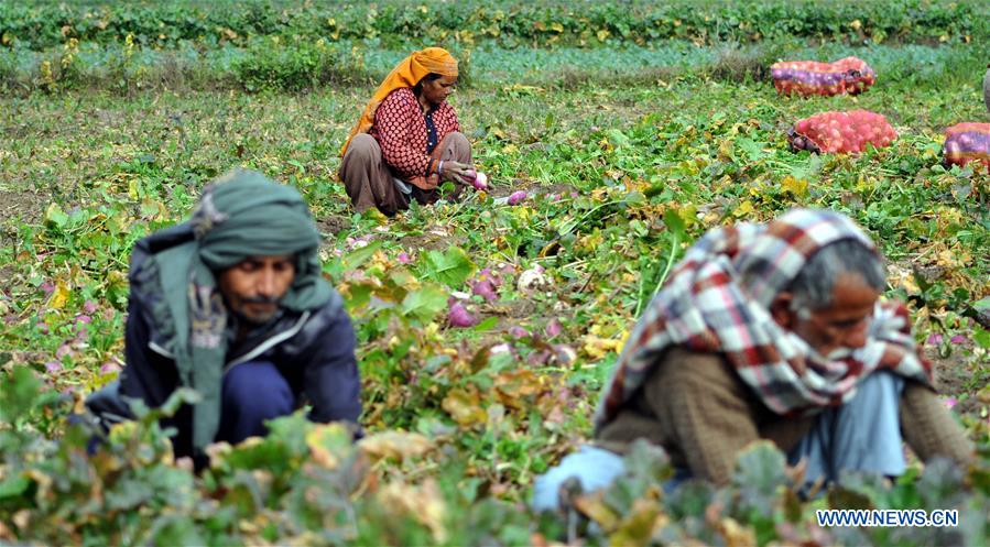 KASHMIR-JAMMU-TURNIP HARVEST