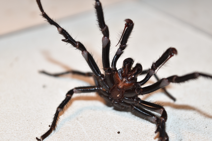 Anoi Martyr gjorde det Heavy rain in Australia prompts warnings over world's most dangerous spider  - Xinhua | English.news.cn