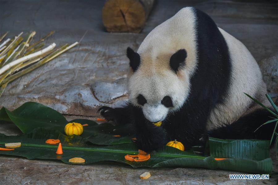 CHINA-HAIKOU-GIANT PANDAS-SPRING FESTIVAL-FOOD (CN)