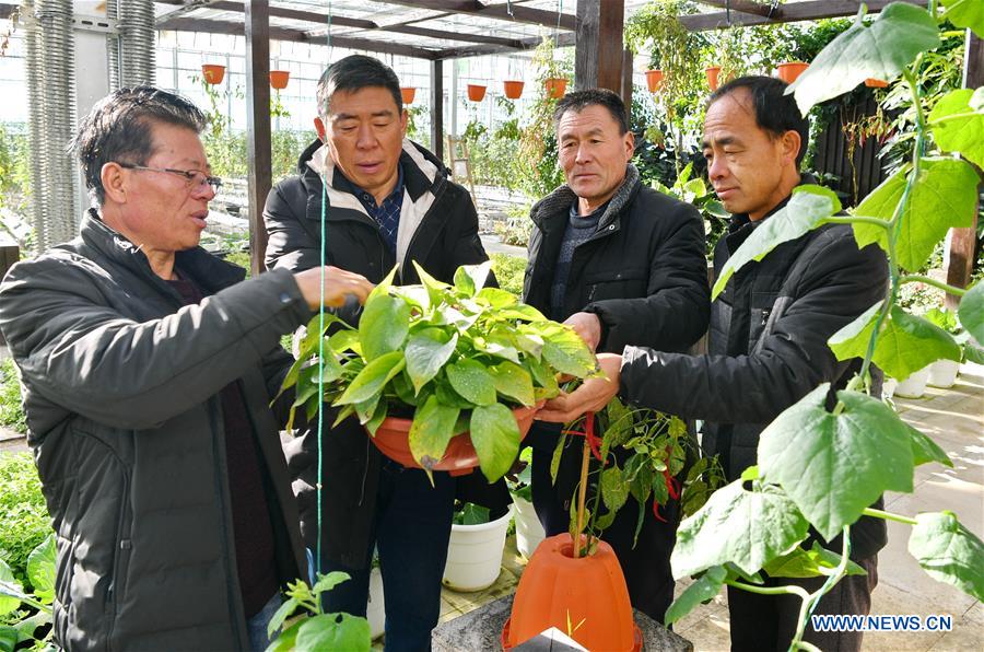 CHINA-TIBET-XIGAZE-VEGETABLE INDUSTRY (CN)