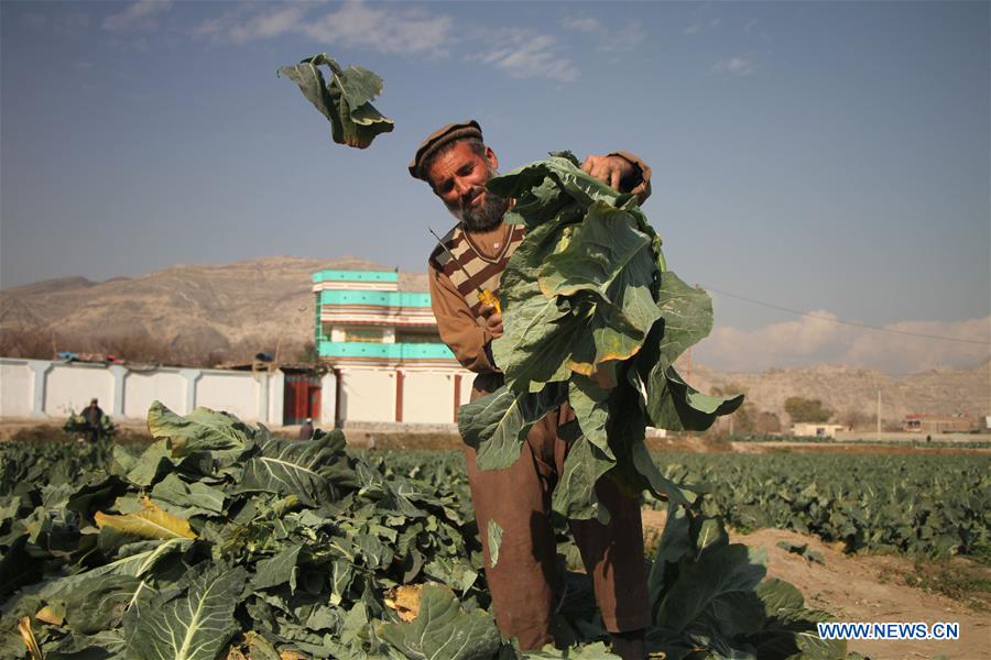 AFGHANISTAN-ECONOMY-GROWTH