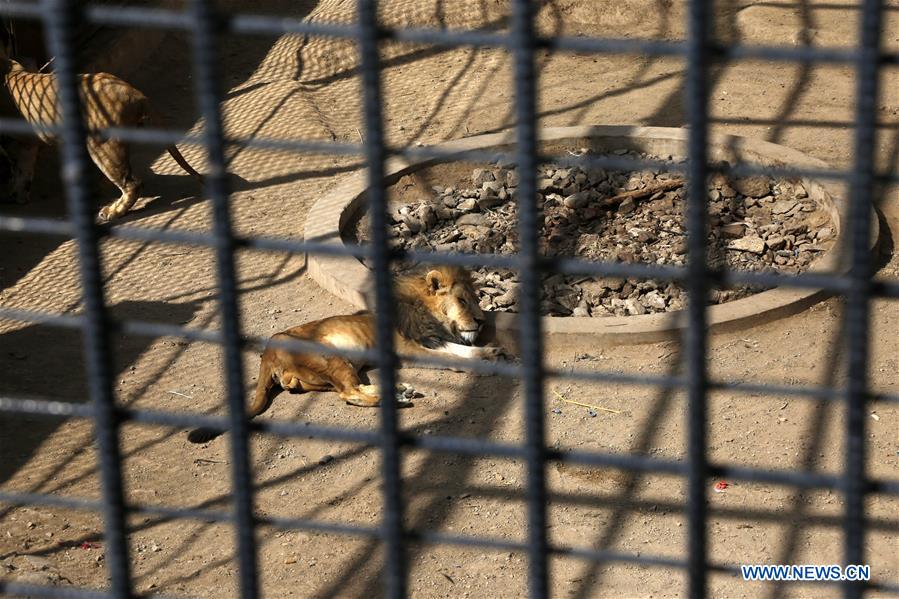 YEMEN-SANAA-ZOO-STARVING ANIMALS