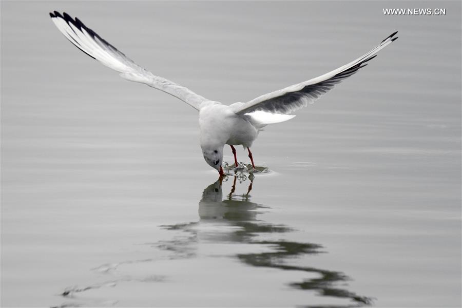 KUWAIT-KUWAIT CITY-BIRDS