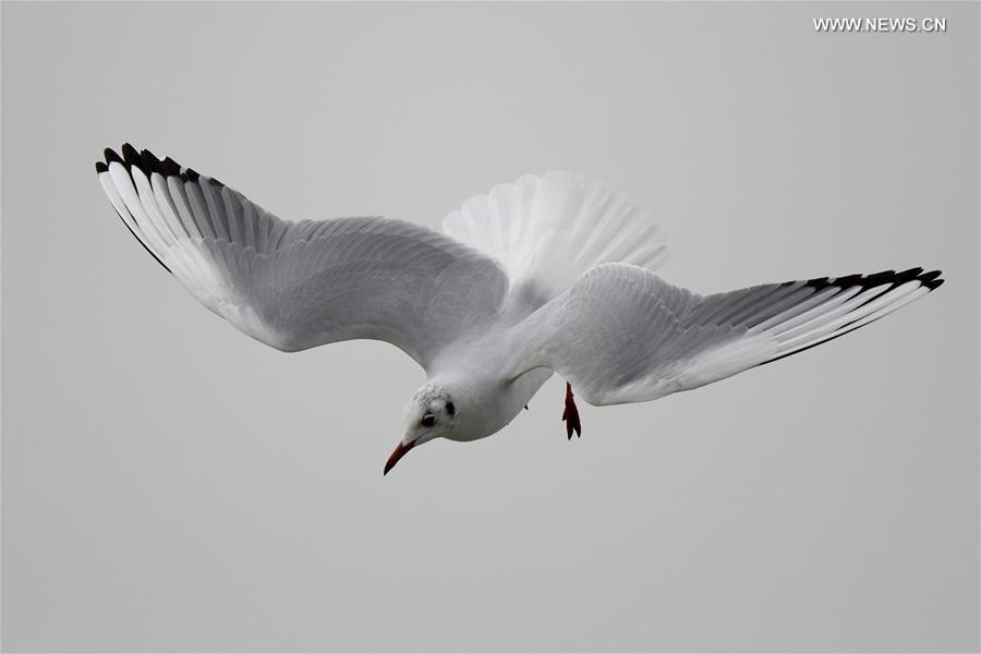 KUWAIT-KUWAIT CITY-BIRDS