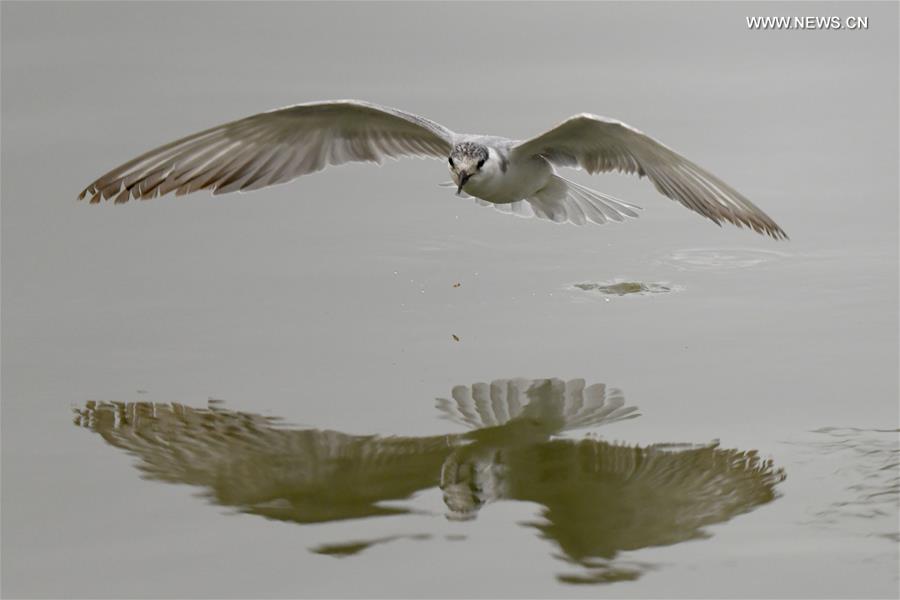 KUWAIT-KUWAIT CITY-BIRDS