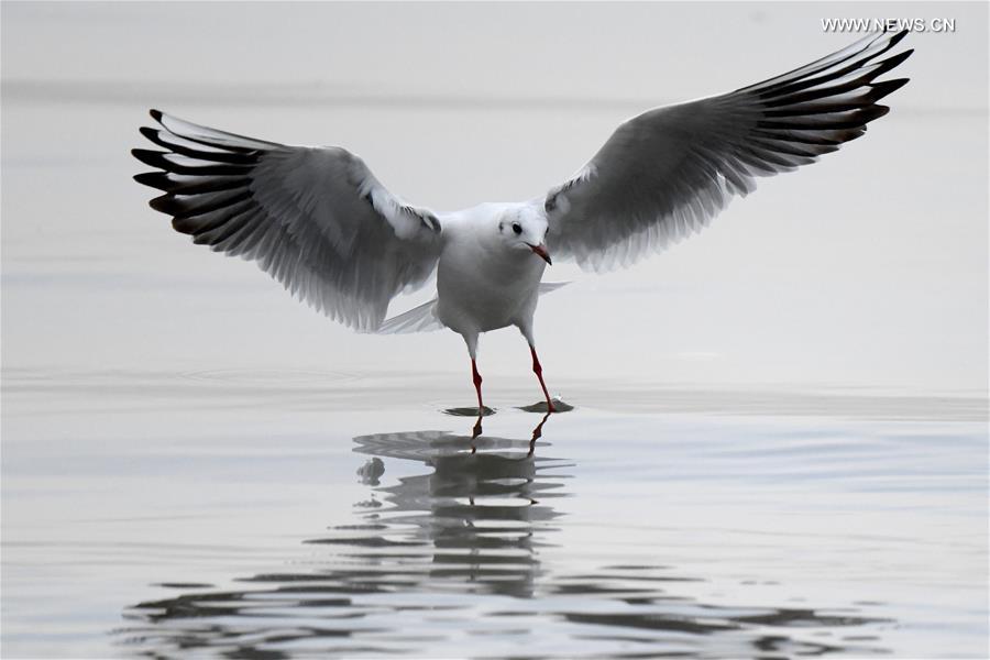 KUWAIT-KUWAIT CITY-BIRDS
