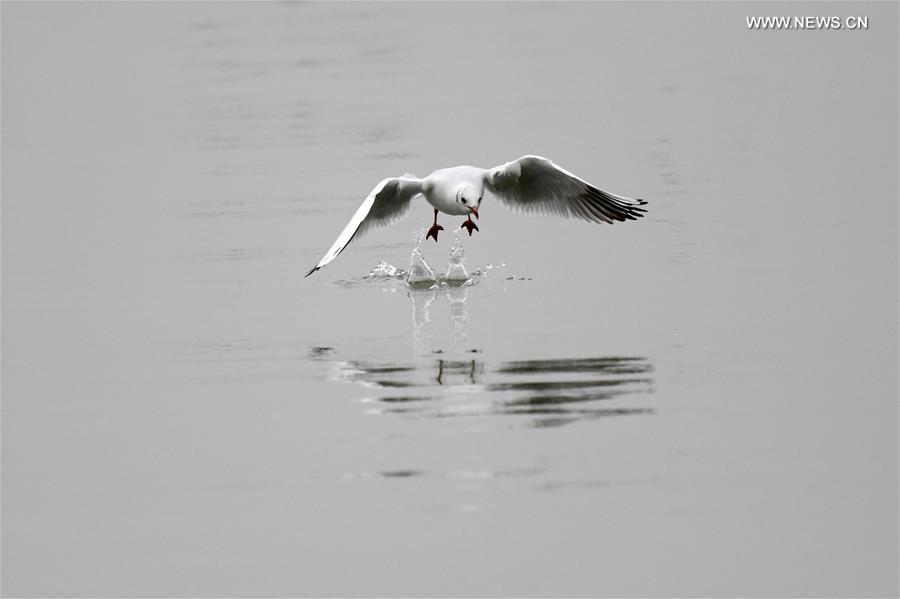 KUWAIT-KUWAIT CITY-BIRDS