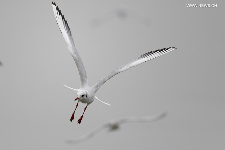 KUWAIT-KUWAIT CITY-BIRDS